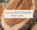 eucalyptus wood