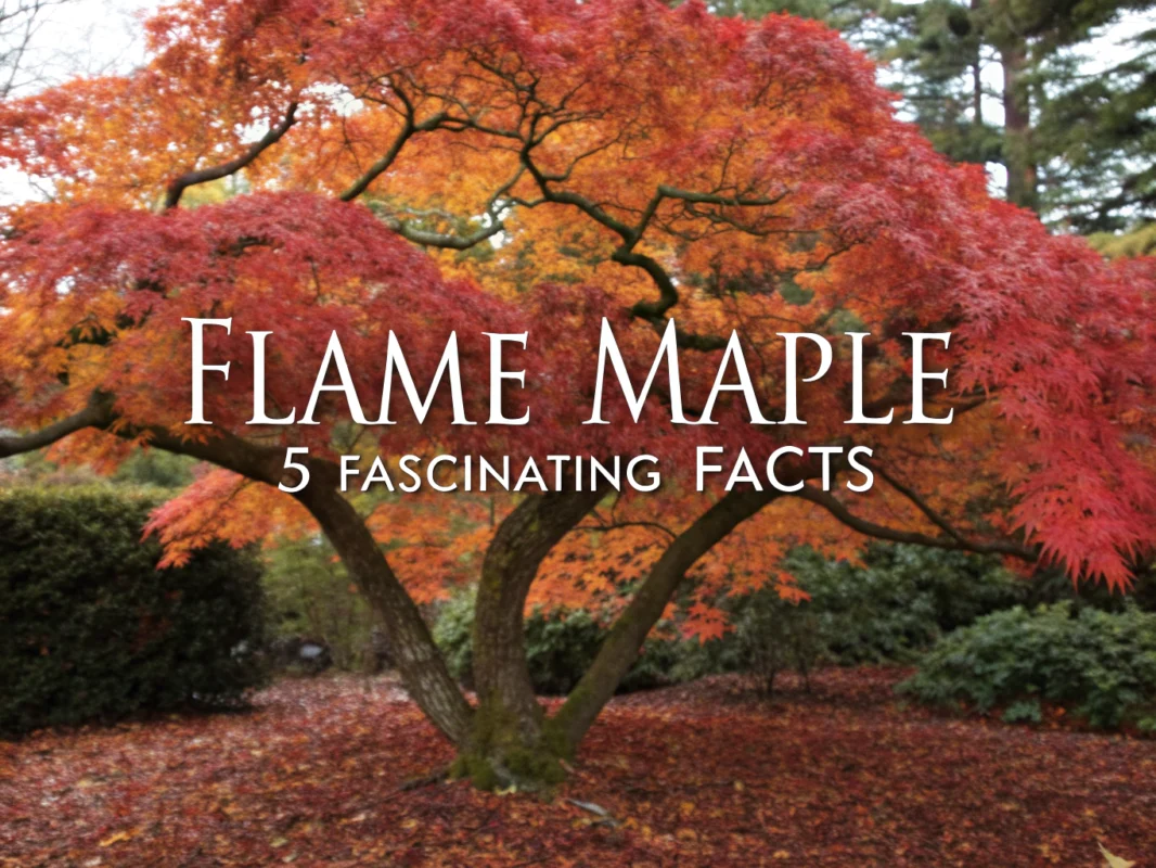 flame maple