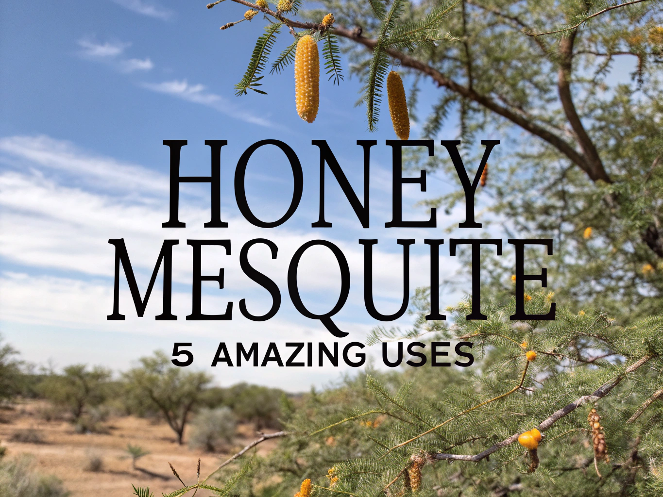 honey mesquite