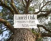 laurel oak