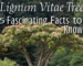 lignum vitae tree