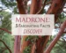 madrone