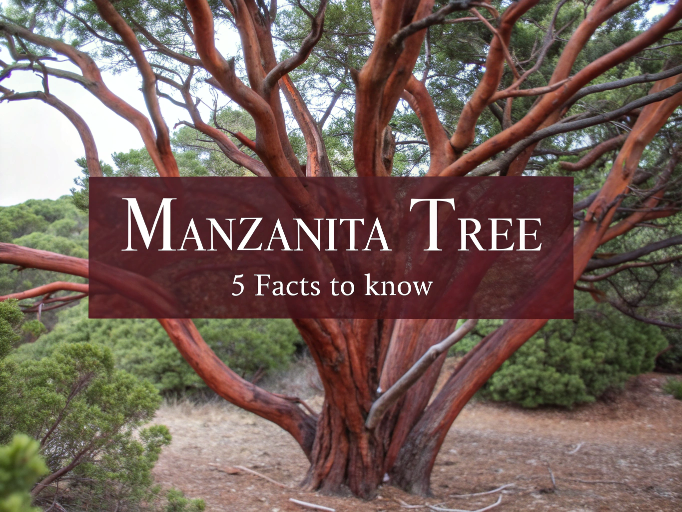 manzanita tree