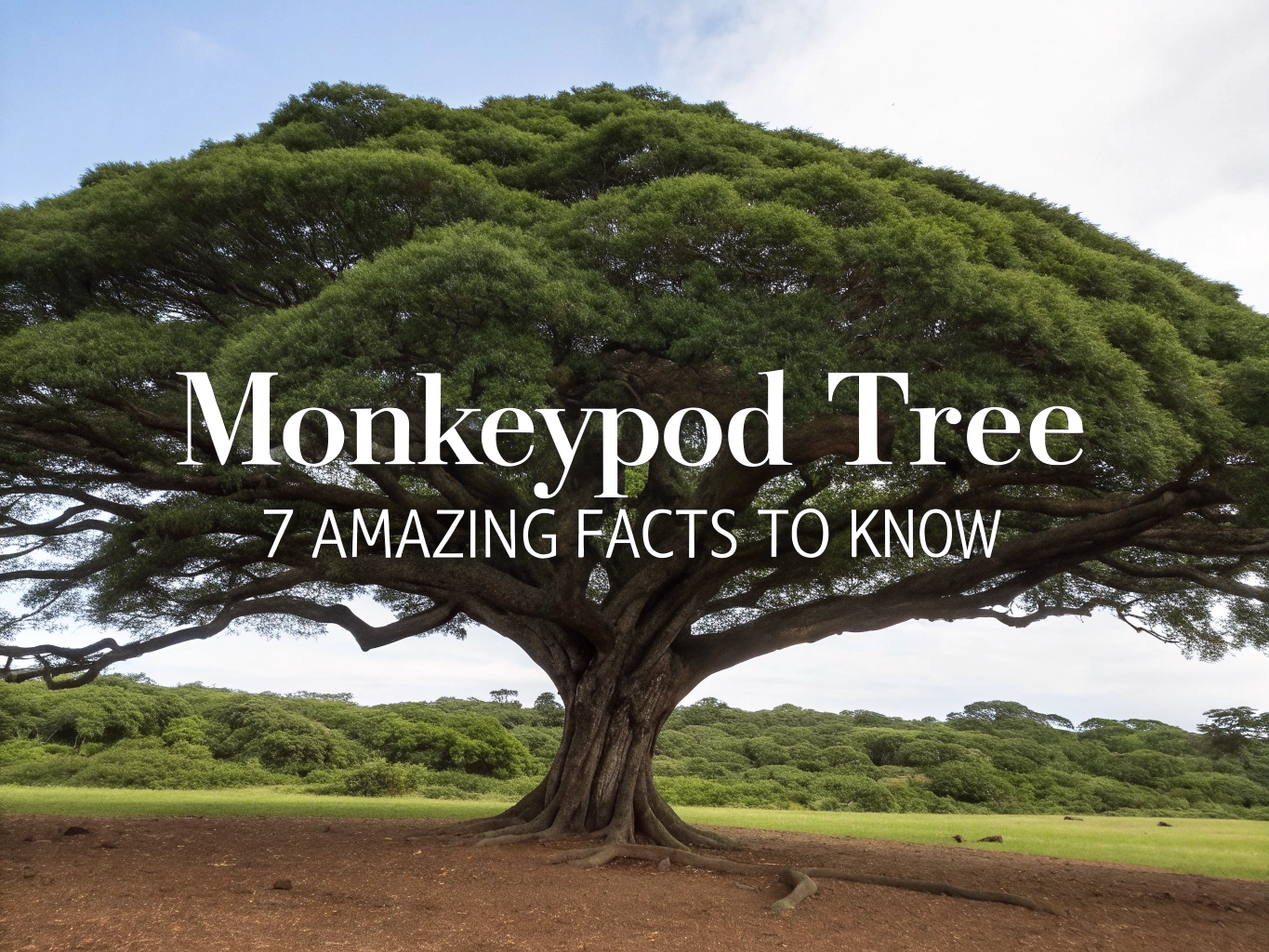 monkeypod tree