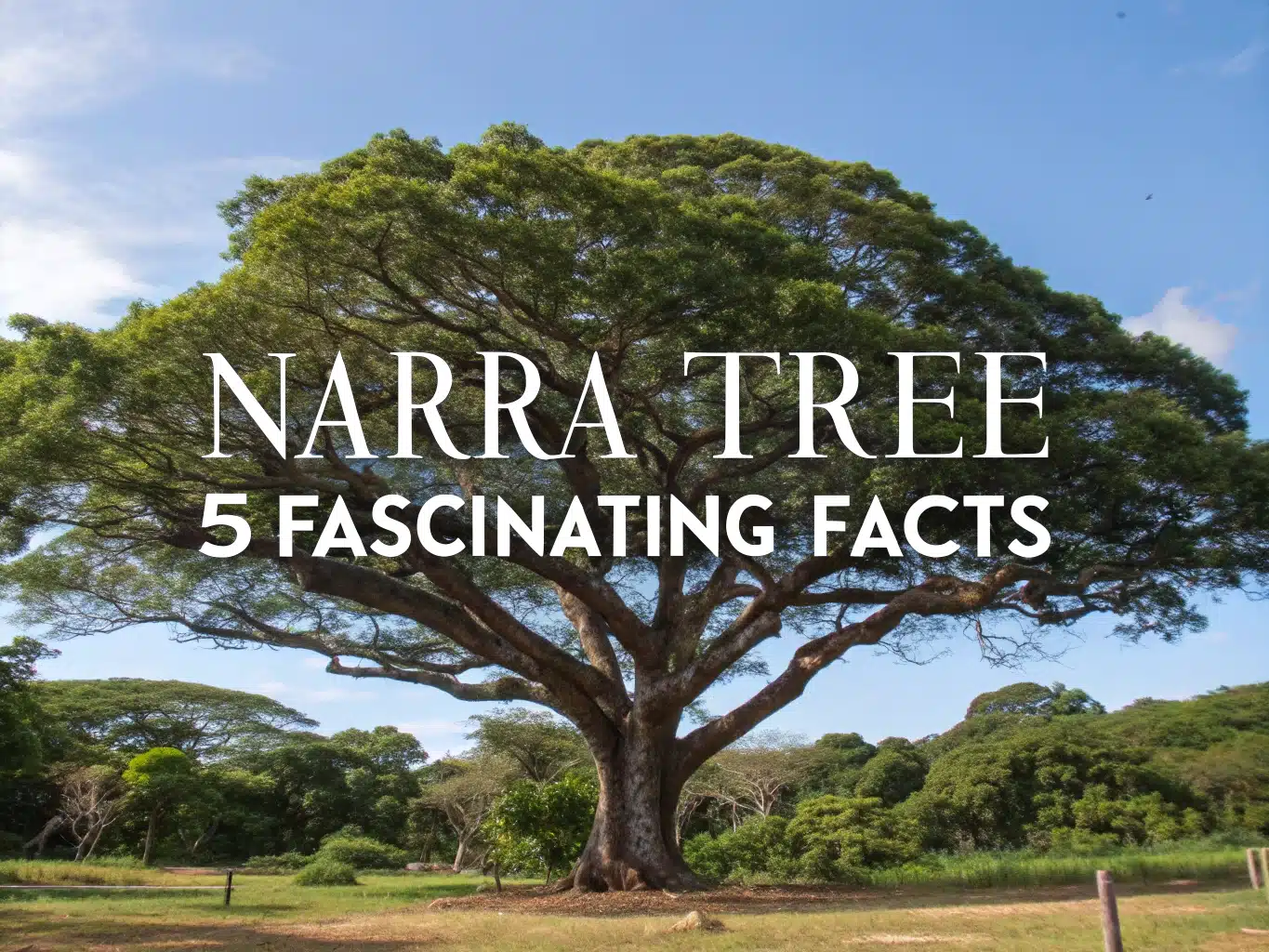narra tree