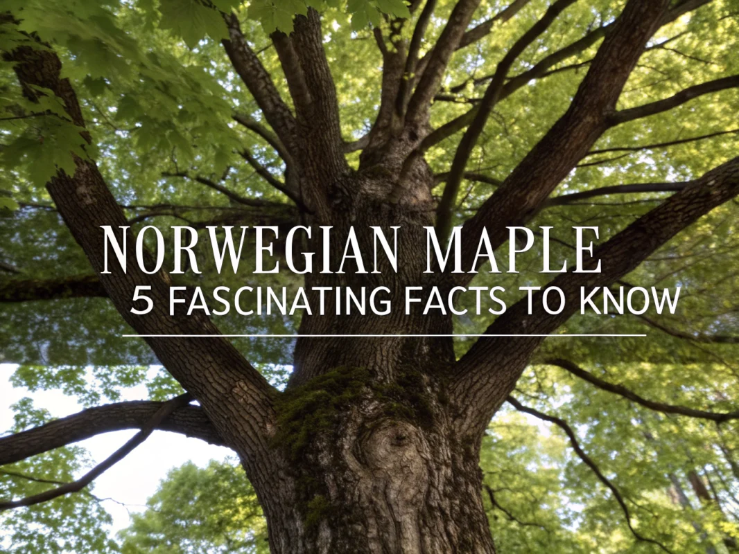 norwegian maple