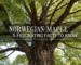 norwegian maple