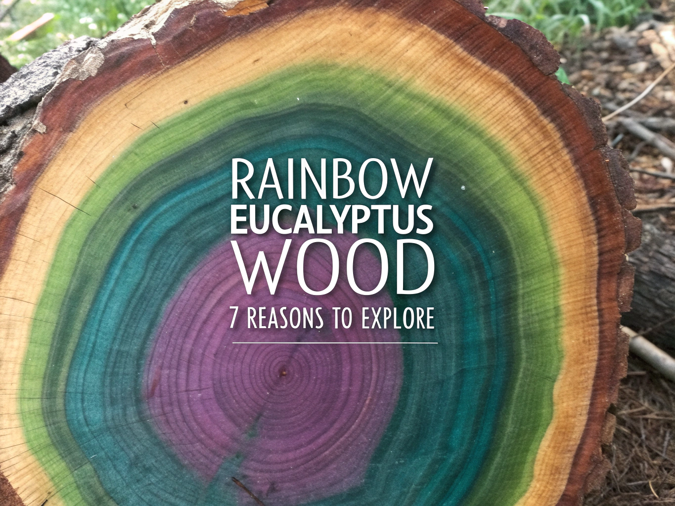 rainbow eucalyptus wood