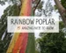 rainbow poplar