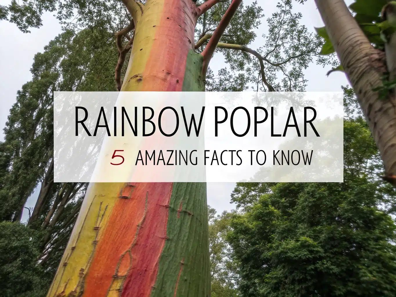 rainbow poplar