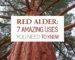 red alder