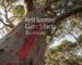 red spotted gum
