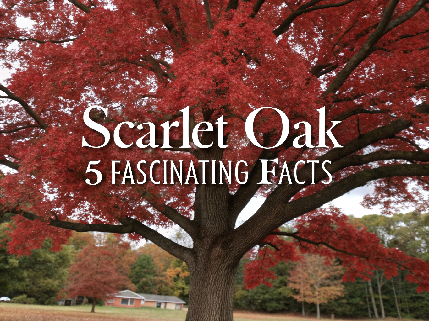 scarlet oak