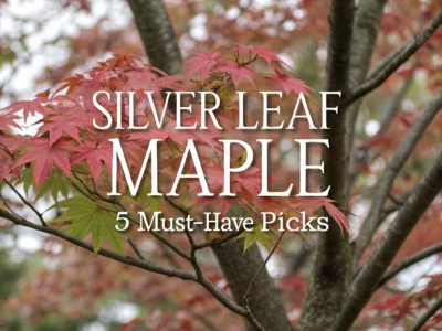 silver leaf maple