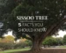 sissoo tree
