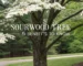 sourwood tree
