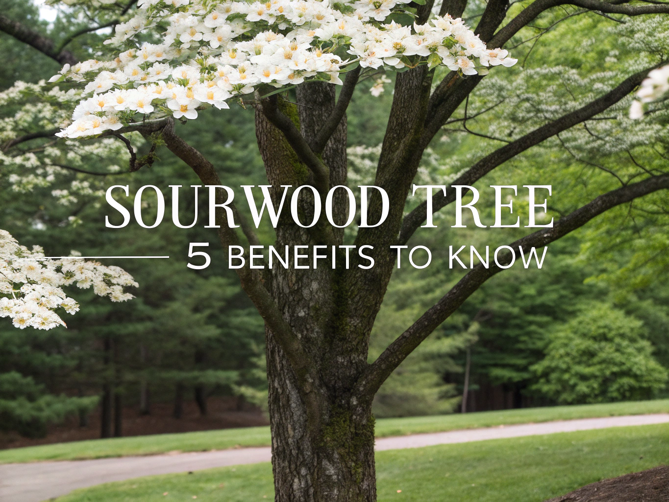 sourwood tree