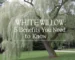 white willow