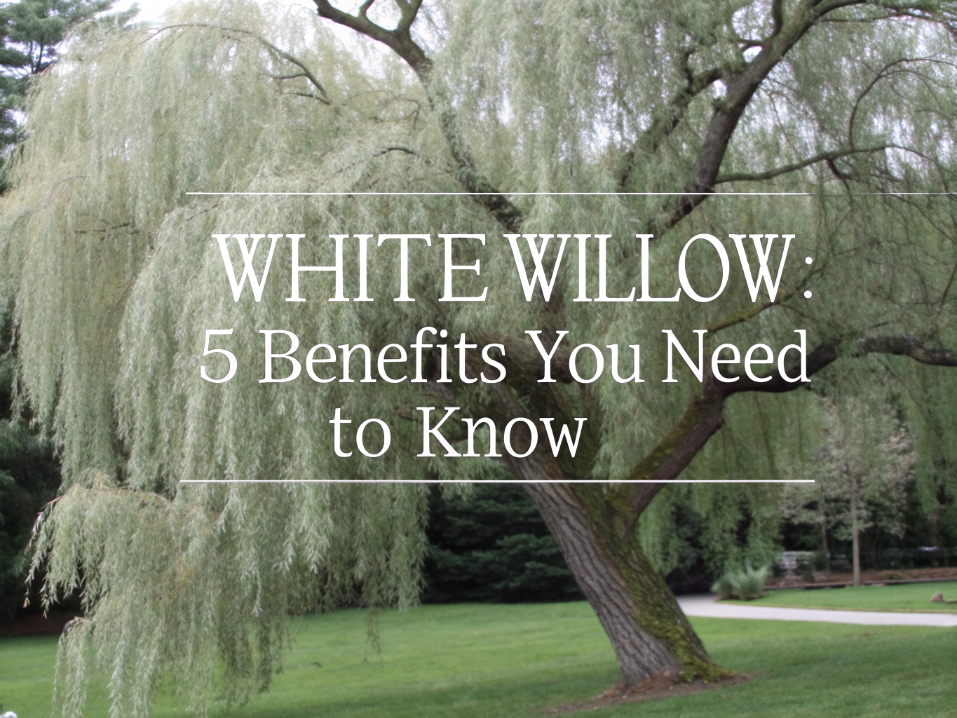 white willow