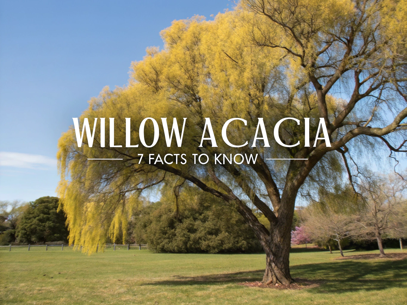 willow acacia