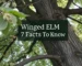 winged elm