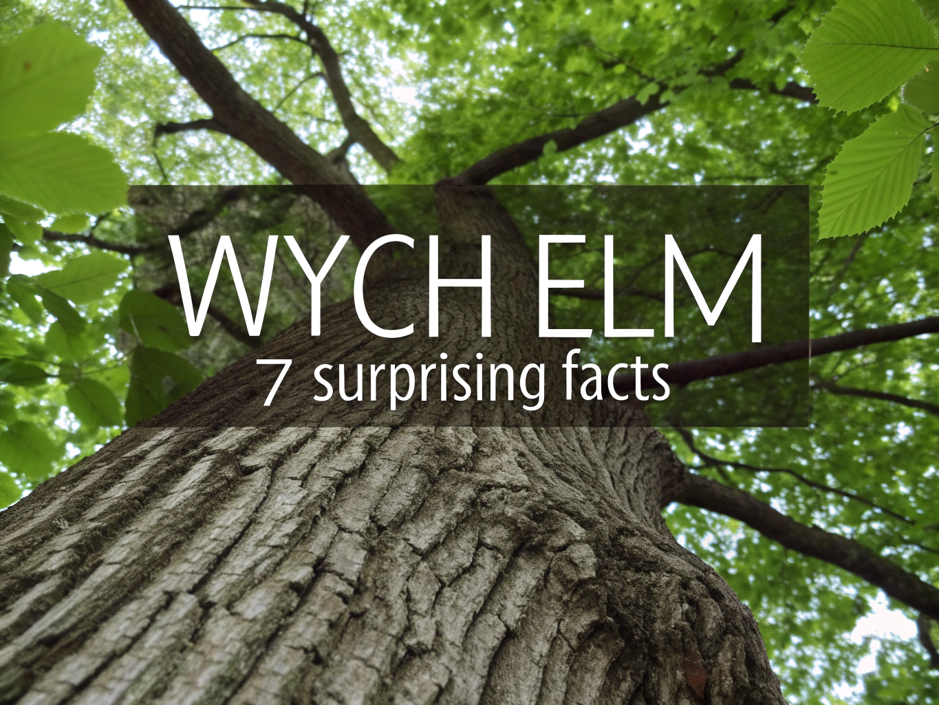 wych elm