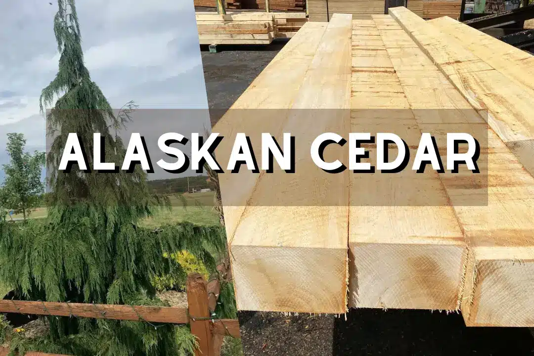Alaskan Cedar 1