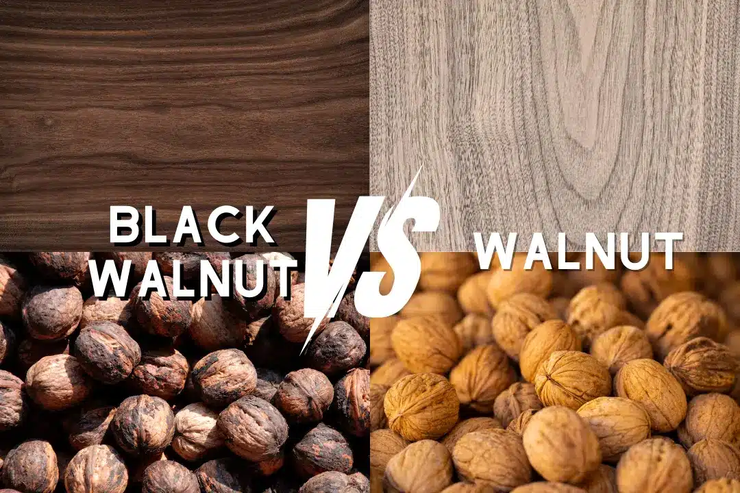 Black Walnut vs Walnut