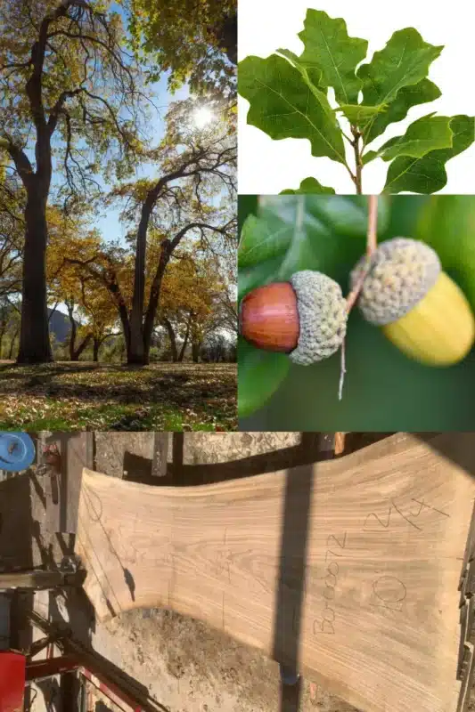 California black oaks