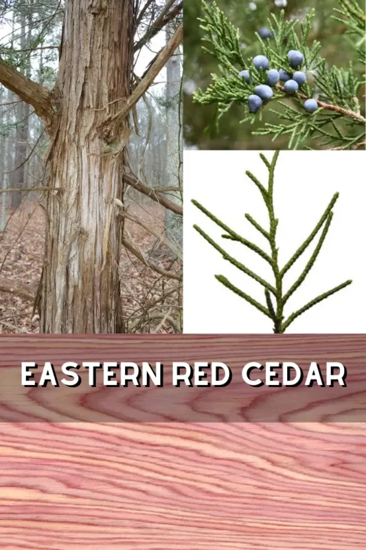 Eastern Red Cedar 1