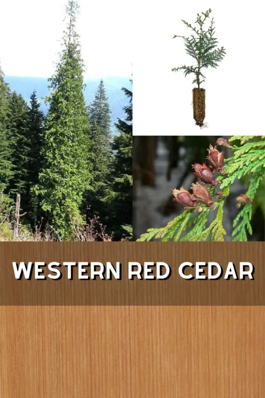 Western Red Cedar 1