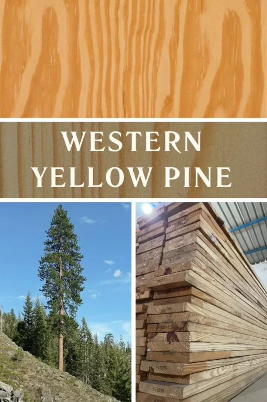 Western Yellow Pine