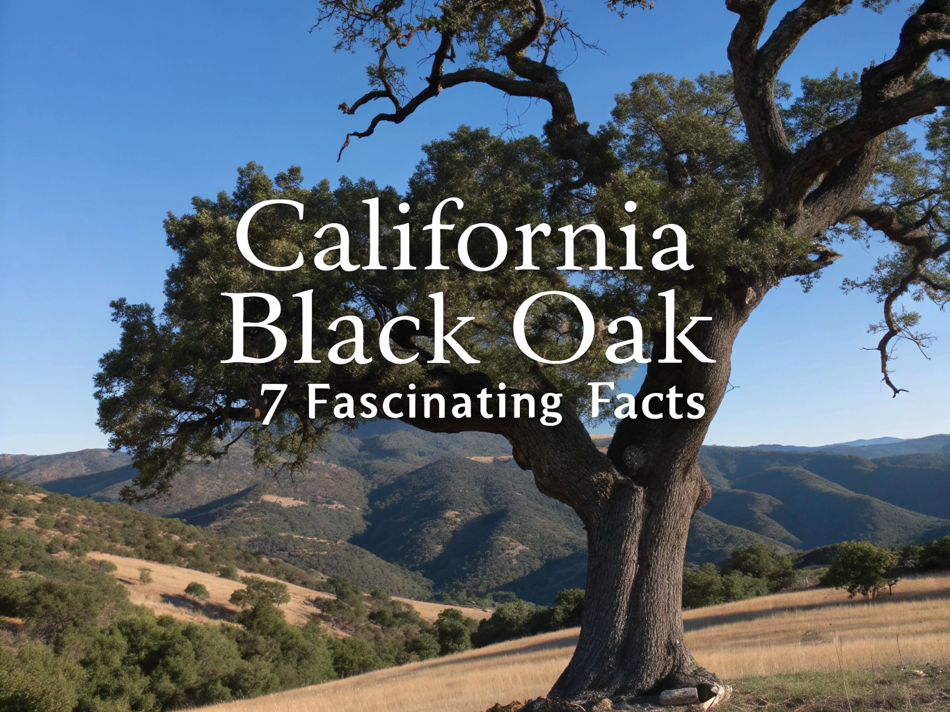 california black oak