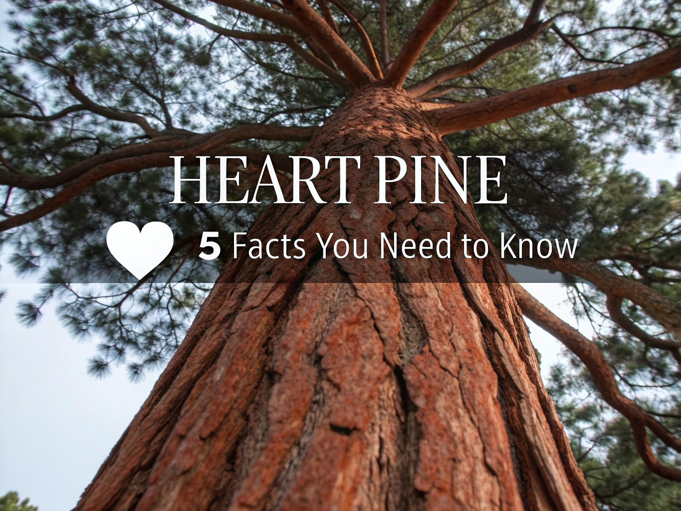 heart pine