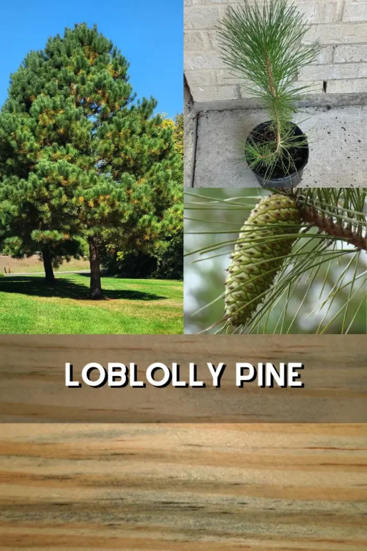 loblolly pine 1