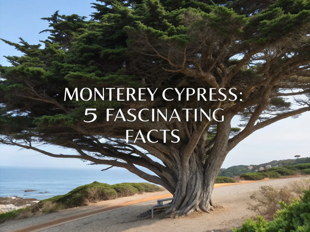 monterey cypress