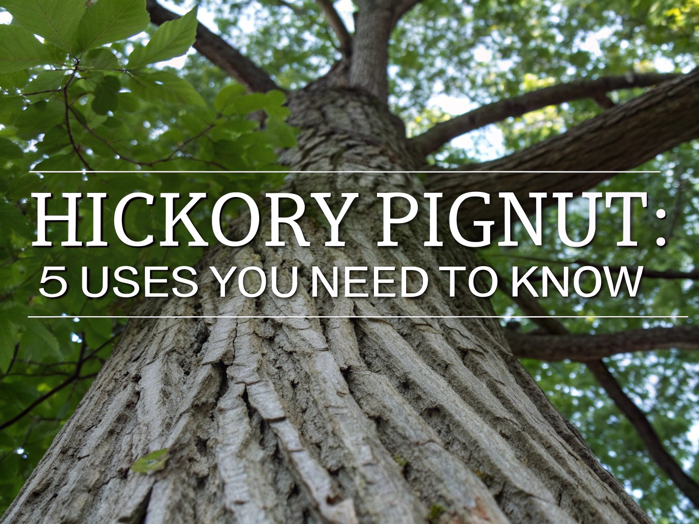 pignut hickory
