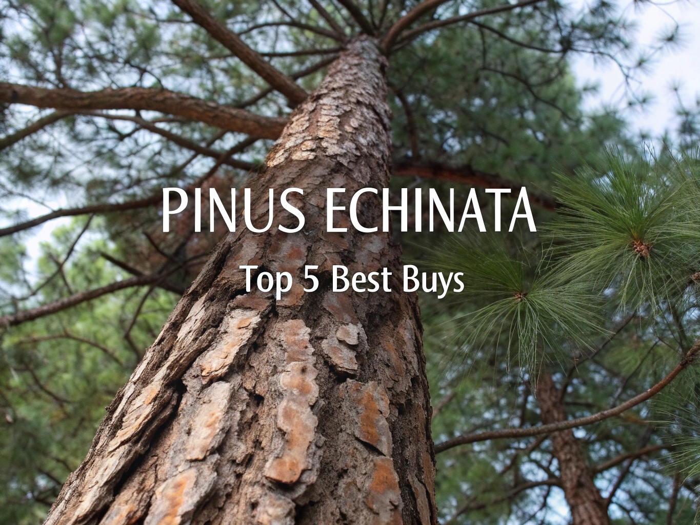 pinus echinata