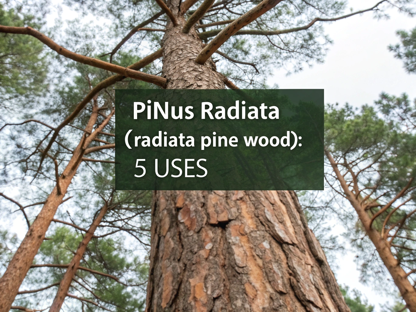 pinus radiata