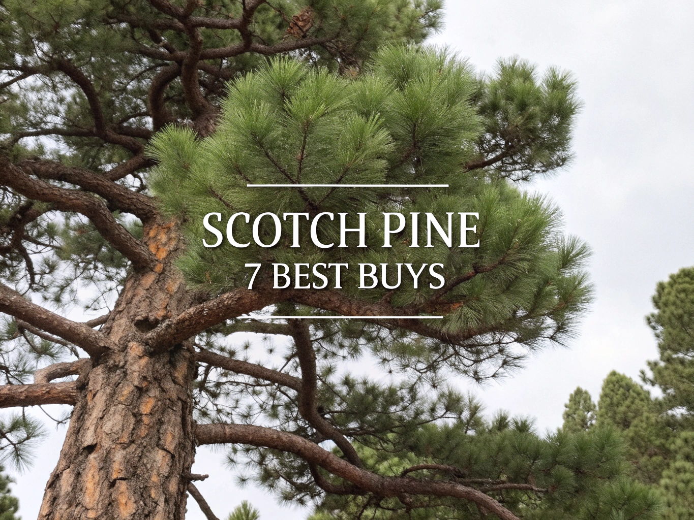 scotch pine
