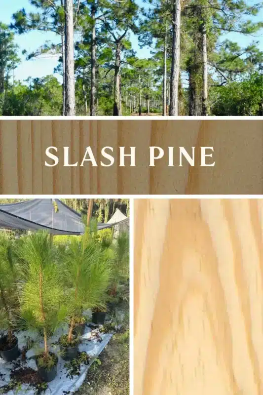 slash pine 1