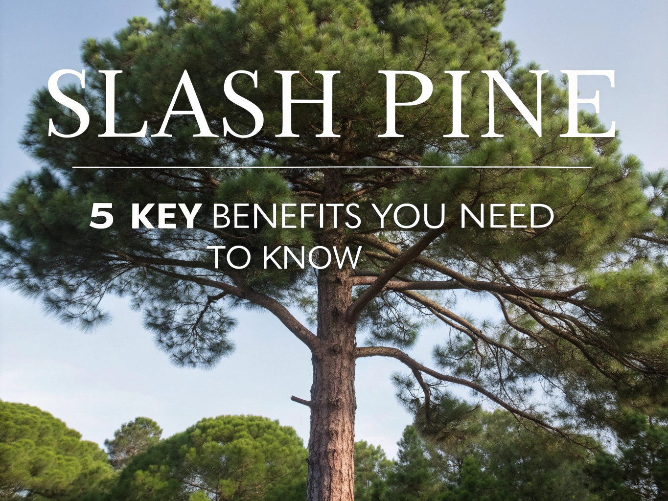 slash pine