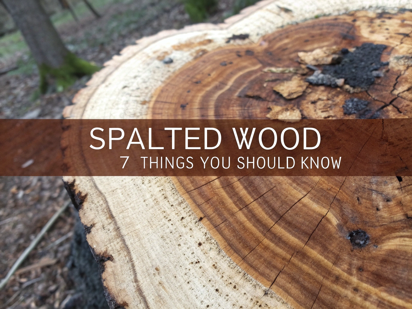 spalted wood