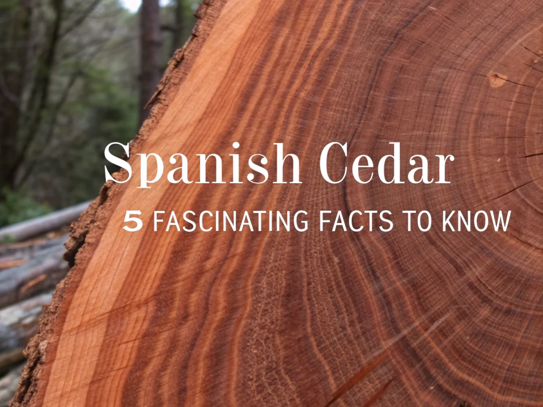 spanish cedar