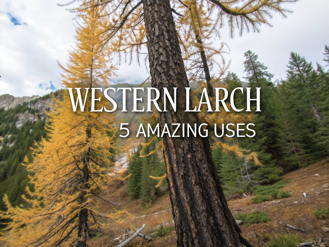 western larch
