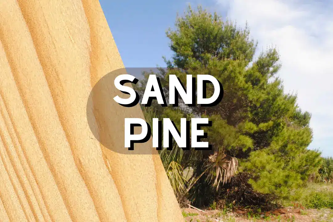 Sand Pine