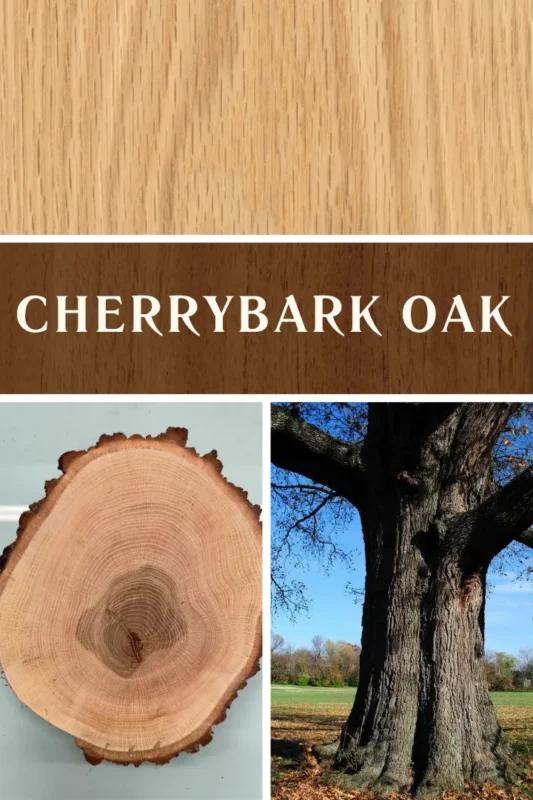 Cherrybark oak