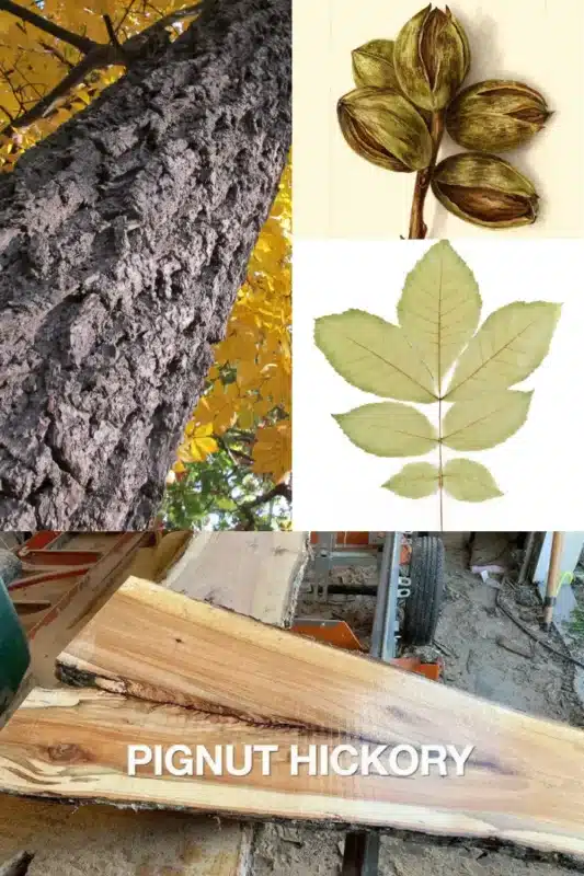 Pignut Hickory
