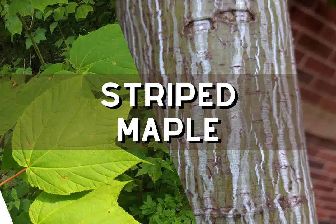Striped Maple