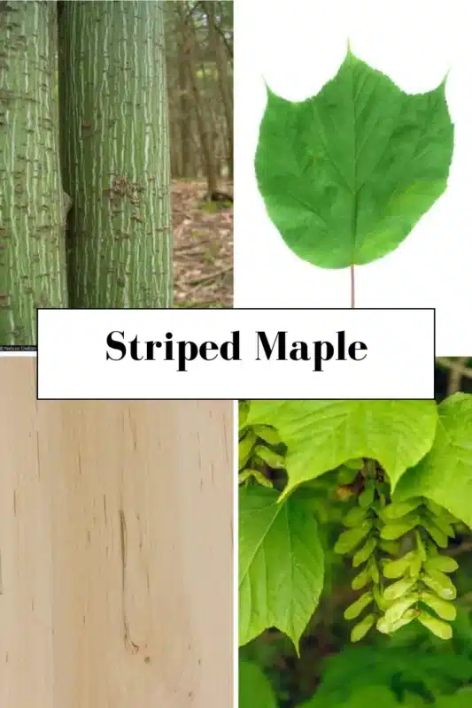 Striped Maple